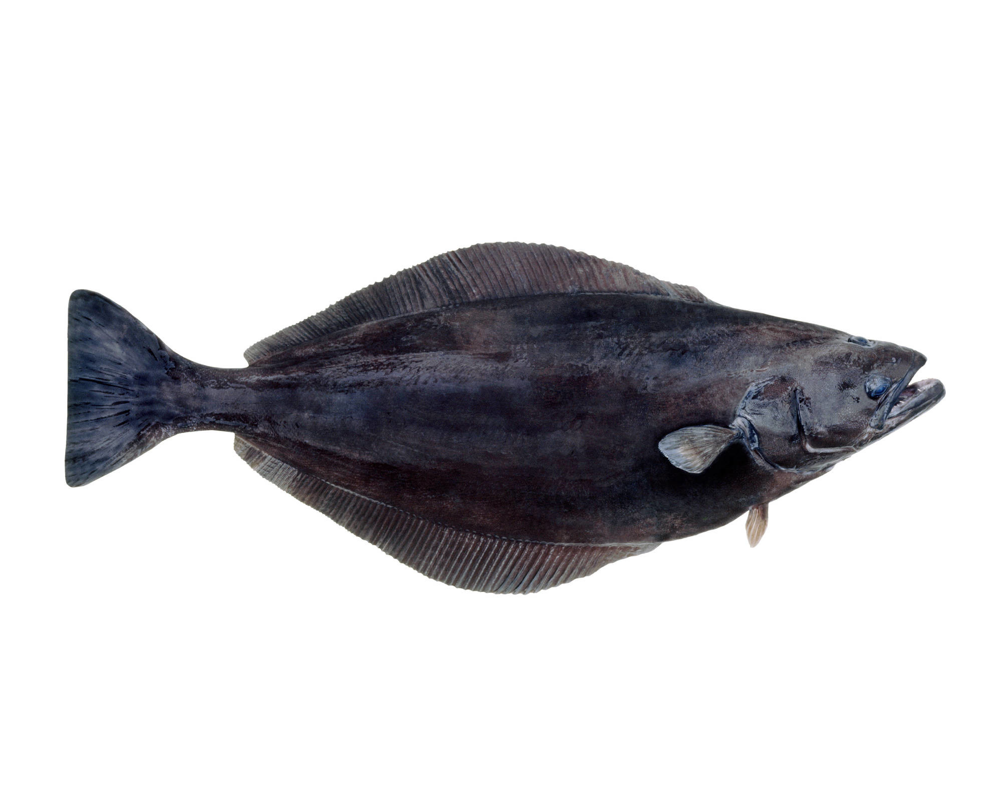 Okyanus Dil Balığı
