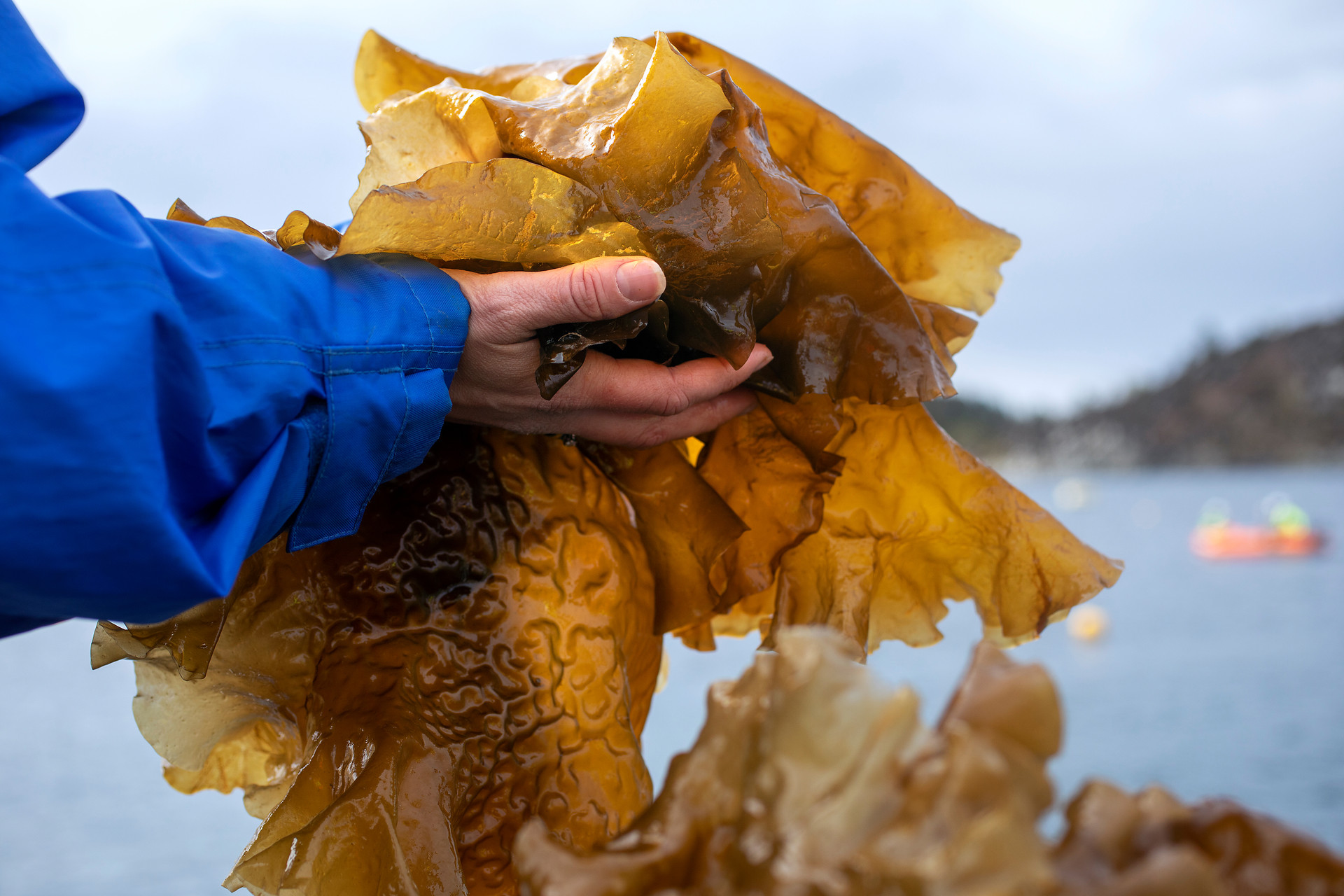 A person is holding up seaweed