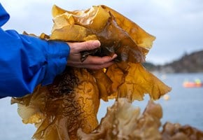 A person is holding up seaweed