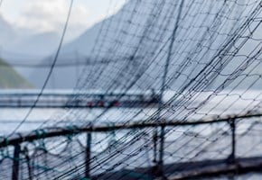 This is how Lerøy works with fish welfare