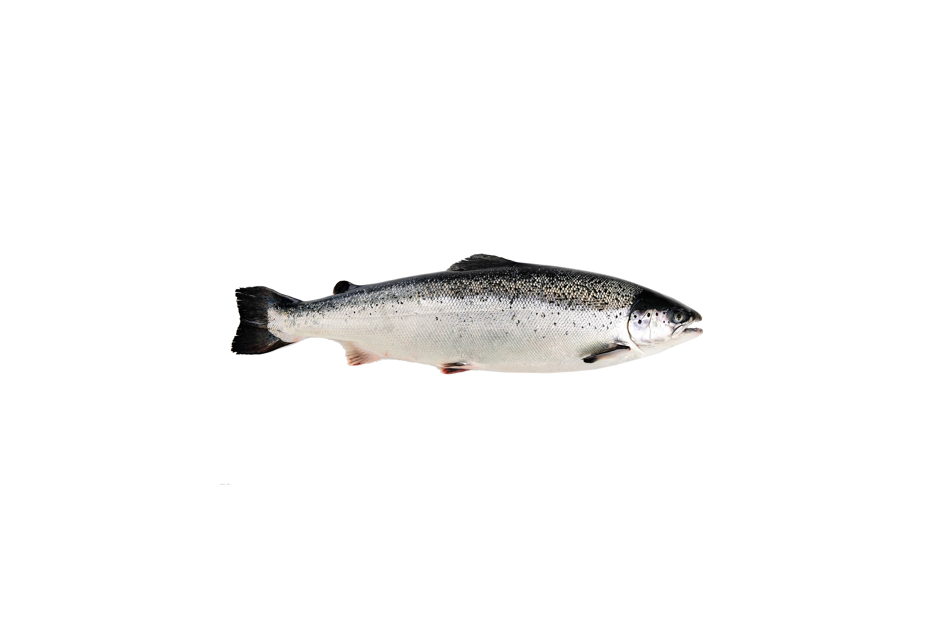 Whole salmon
