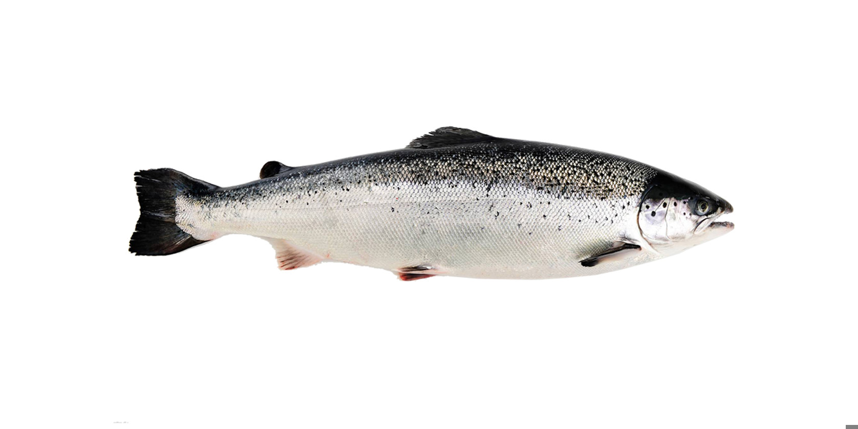Salmón entero fotografiado de lado.