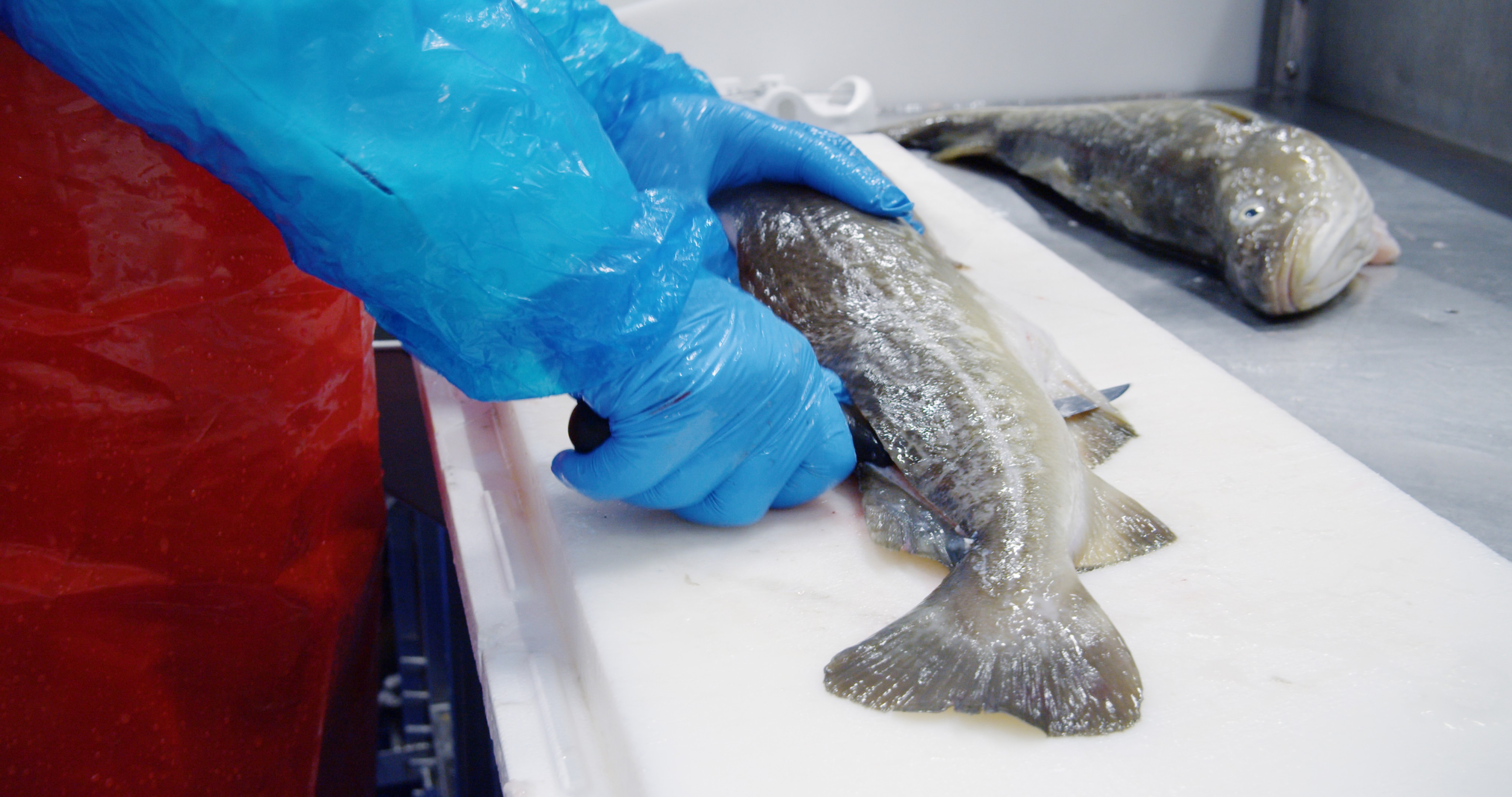 Kungälv filetering av fisk