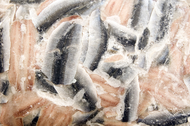 Herring