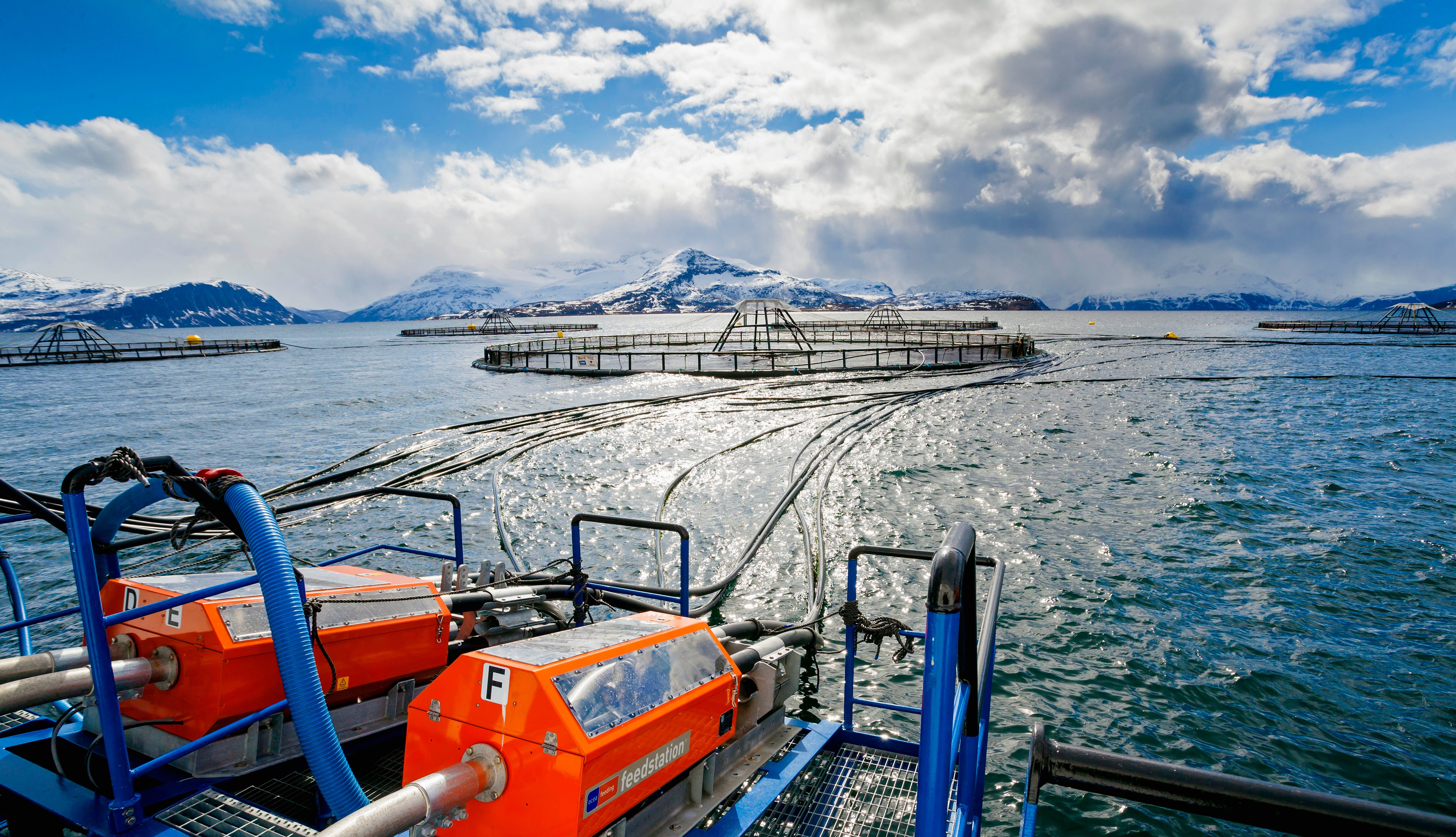 Fish cages in the sea with feed system