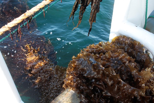 Seaweed on the way onto the boat