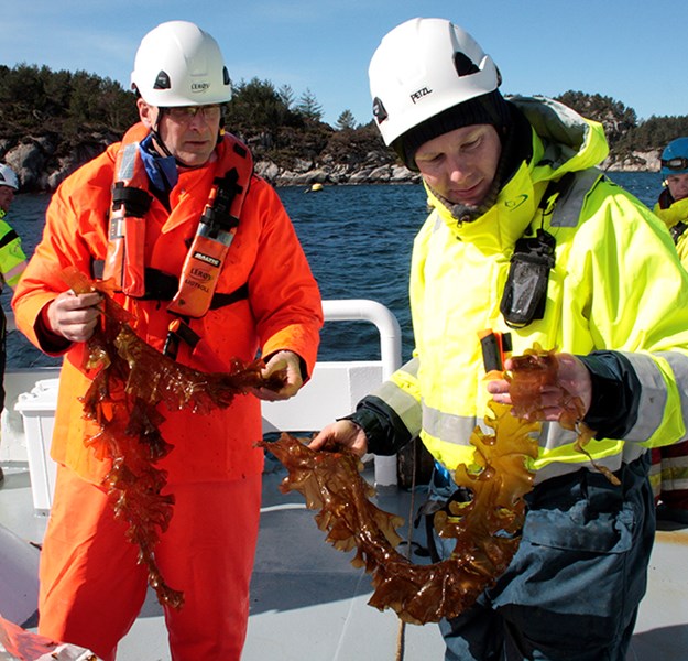 Two employees out at the facility with seaweed