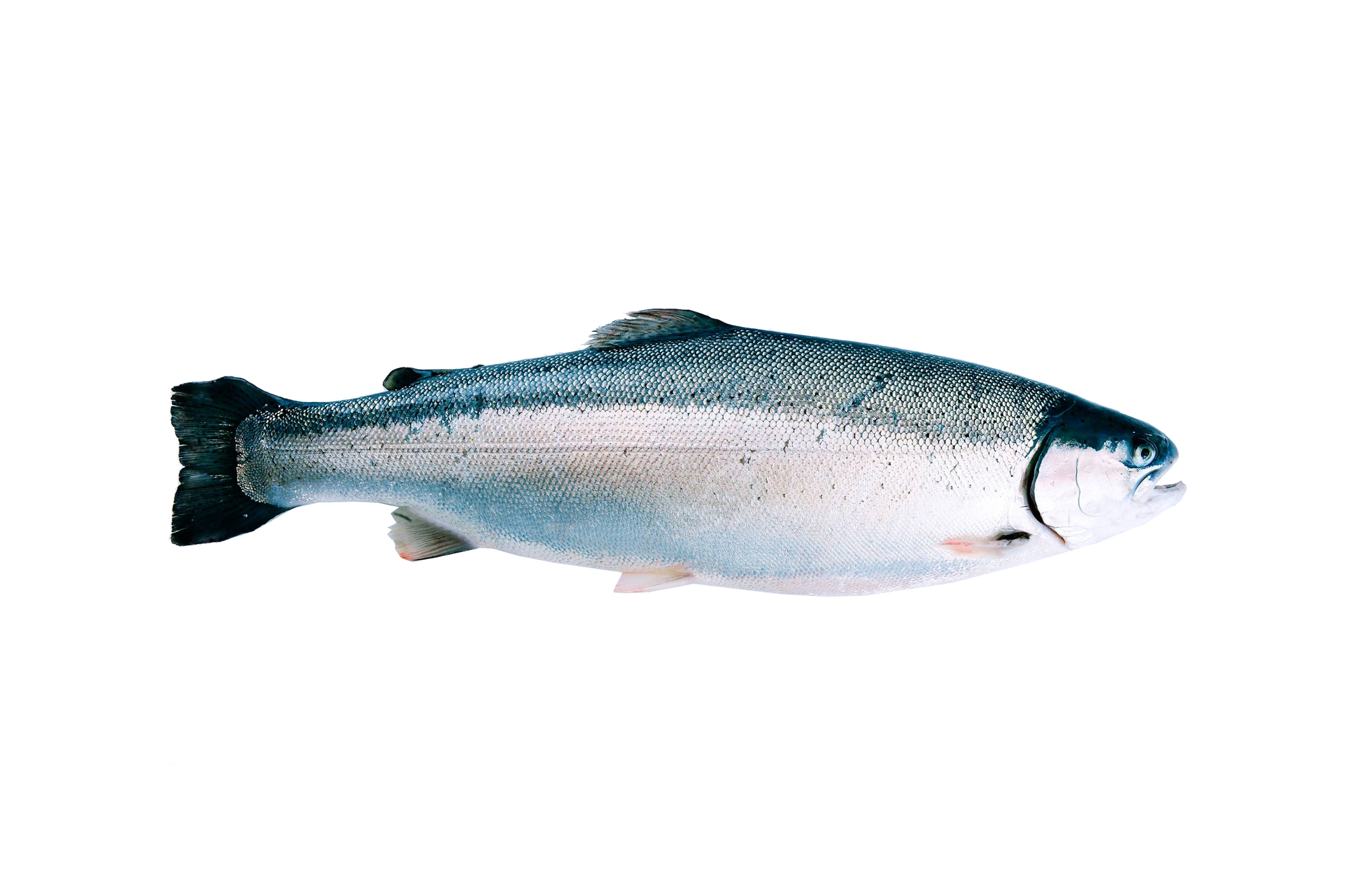 Whole trout