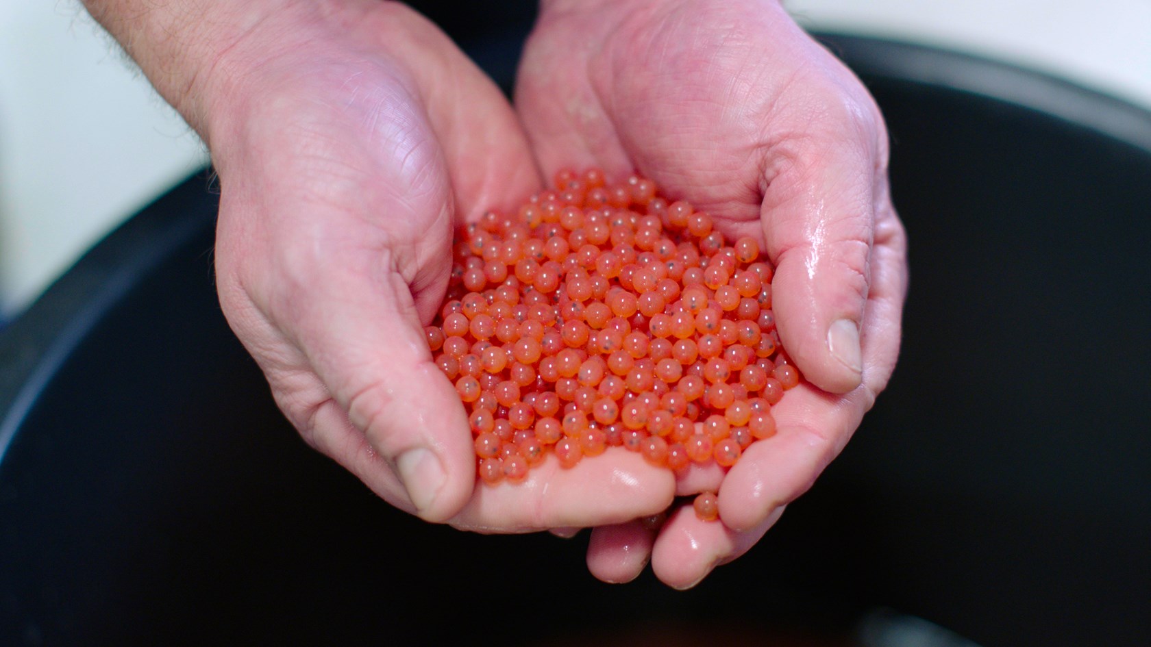 Hand holds small fish roe