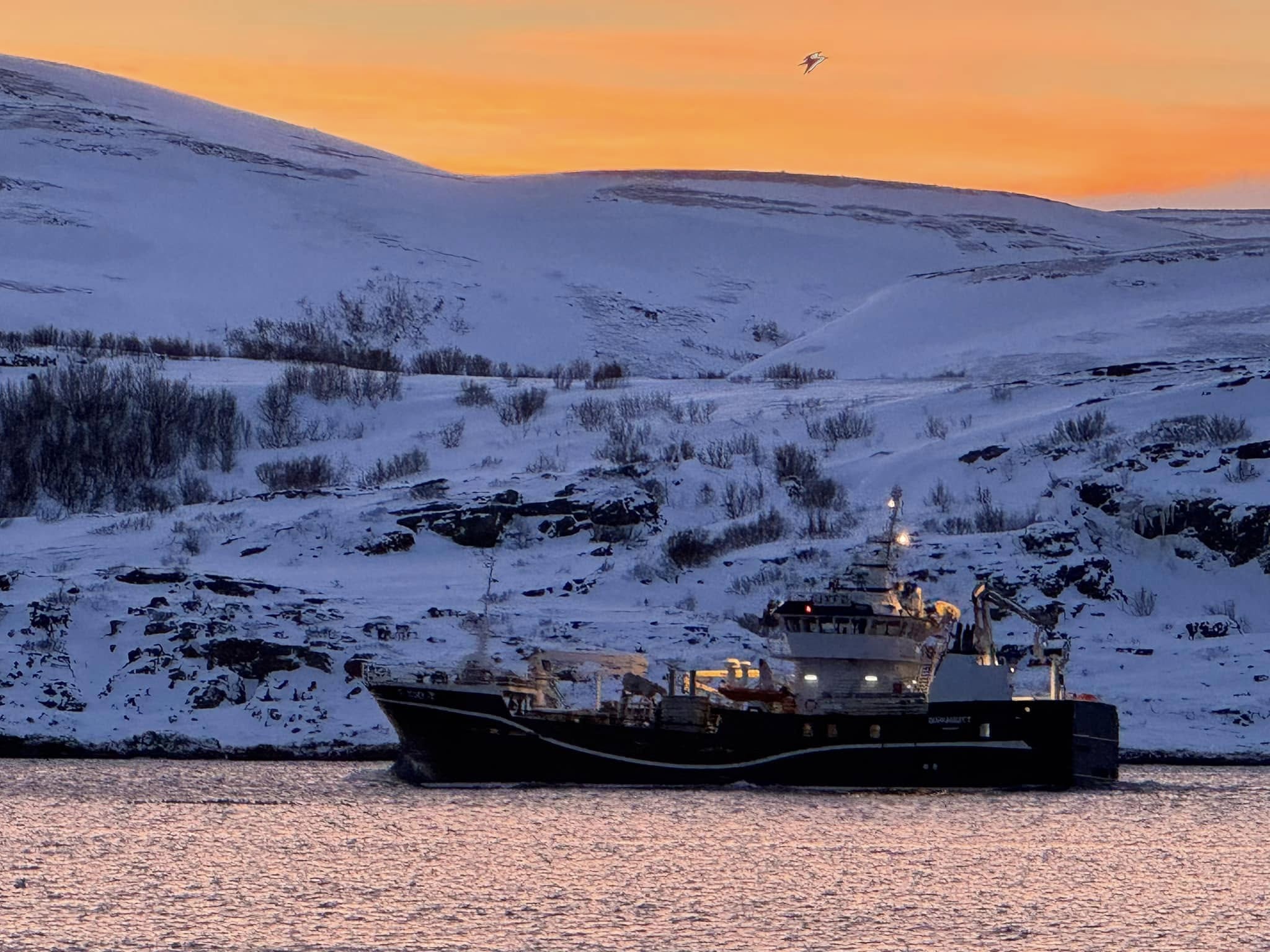 Fiskebåt på sjøen med snøkledd fjell og gul himmel bak