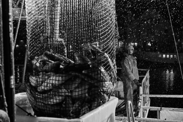 Svart hvitt bilde av arbeider som mottar fisk i havn