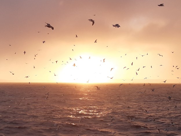 Birds flying in front of the sunset