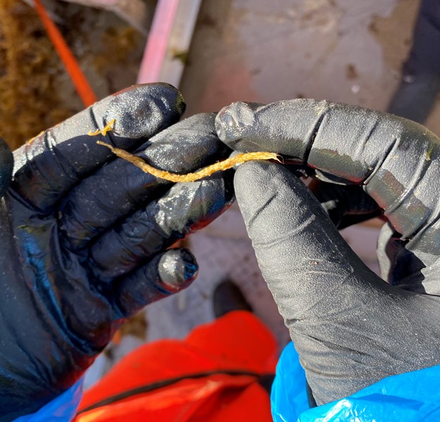 To hender med sorte hansker som holder på en  bit av et tynt bomullstau