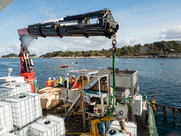 Over view picture: a machine is lifting a white container filled with sugar kelp. fylt med tare. 