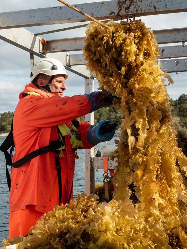 A man with an orange rain coat, kelp is hanging as he cuts it down. 