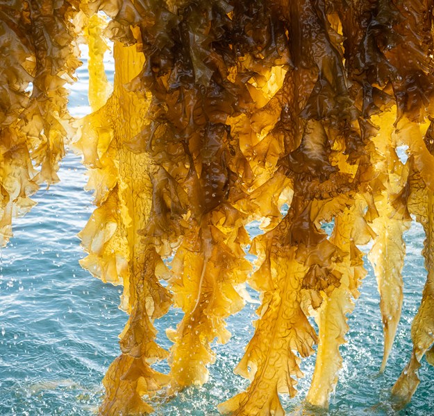 Sugar kelp on its way up to the boat from the crystal clear ocean.