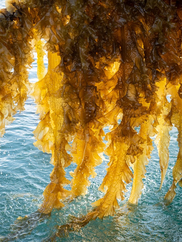 Sugar kelp on its way up to the boat from the crystal clear ocean.