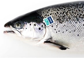 Salmon with ASC-tag