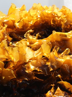 Sugar kelp leaves