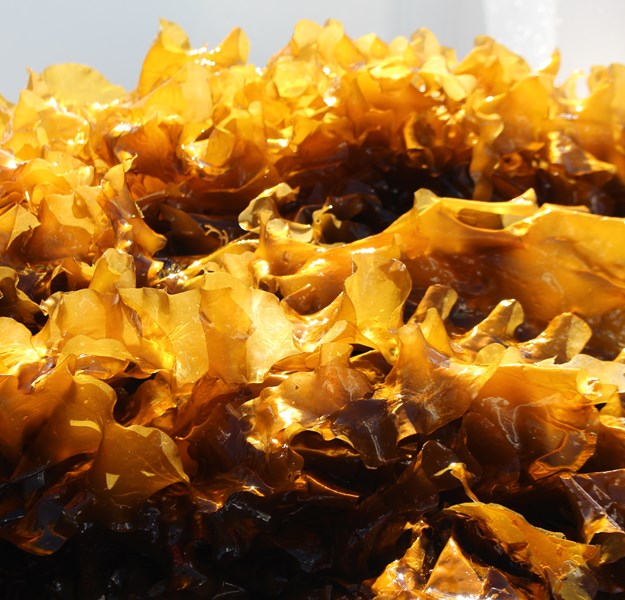 Sugar kelp