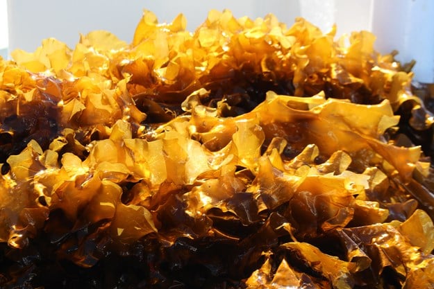 Sugar kelp