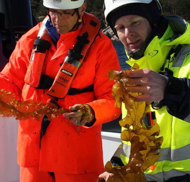 Ocean Forest employees examining the seaweed