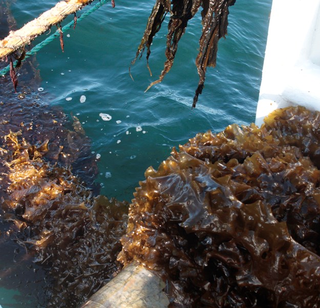 Seaweed is being taken up onto a boat