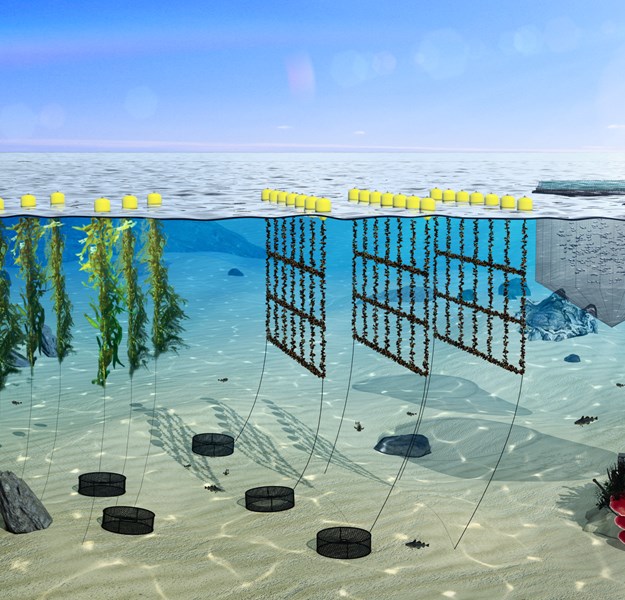Illustrated photo of facilities below the sea including mussel production