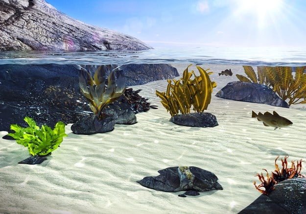 Illustrated image of seaweed species below the sea surface