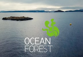 Ocean Forest