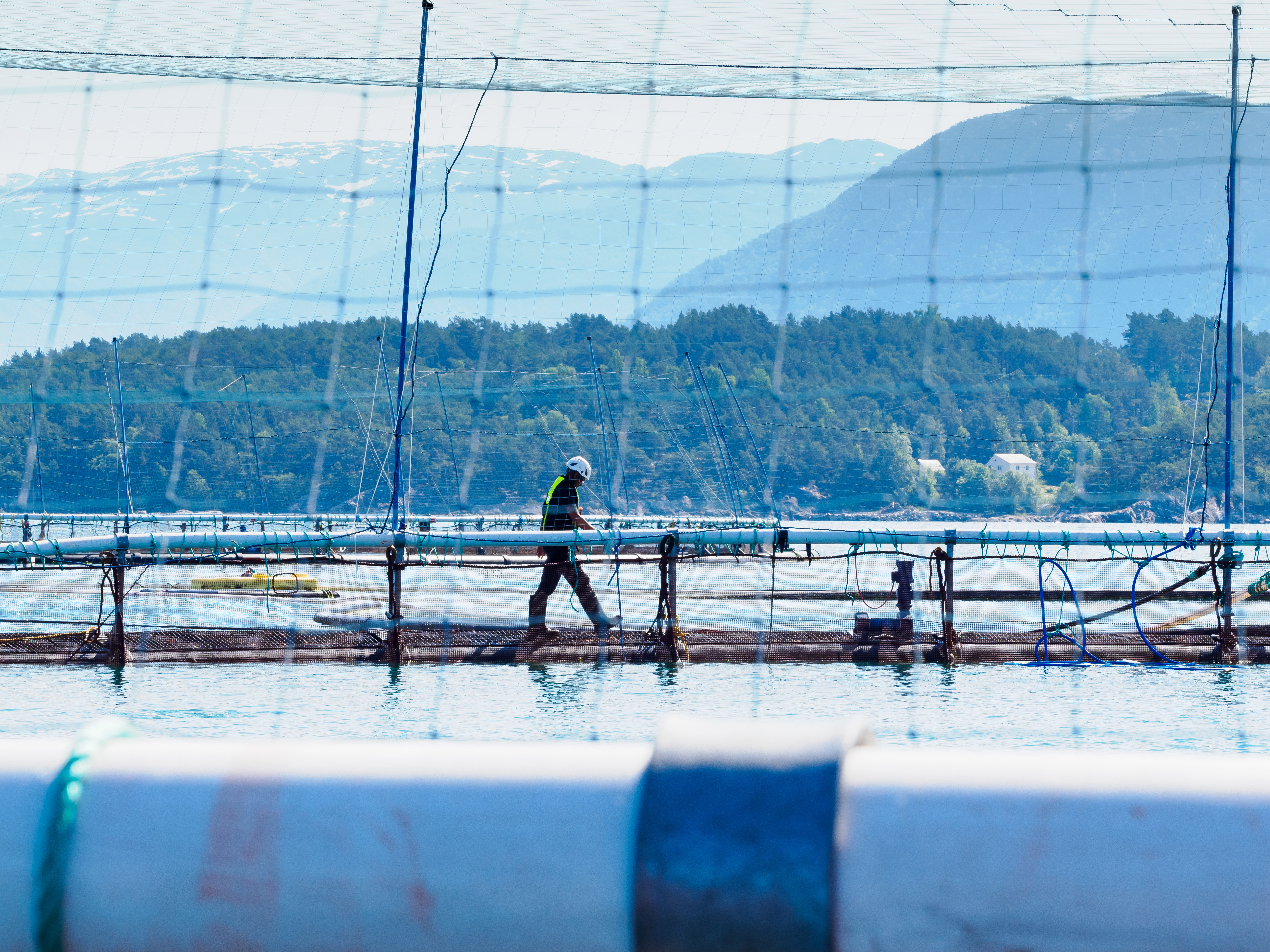 Fish cages with employee