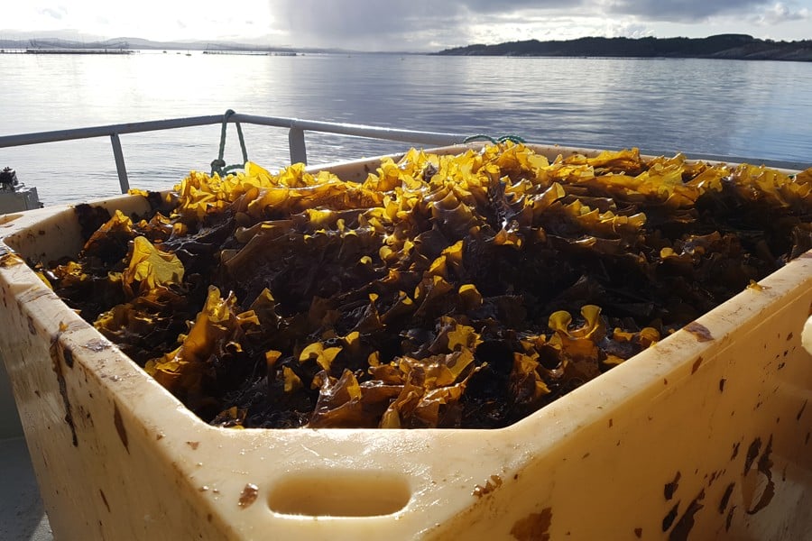 Sugar kelp