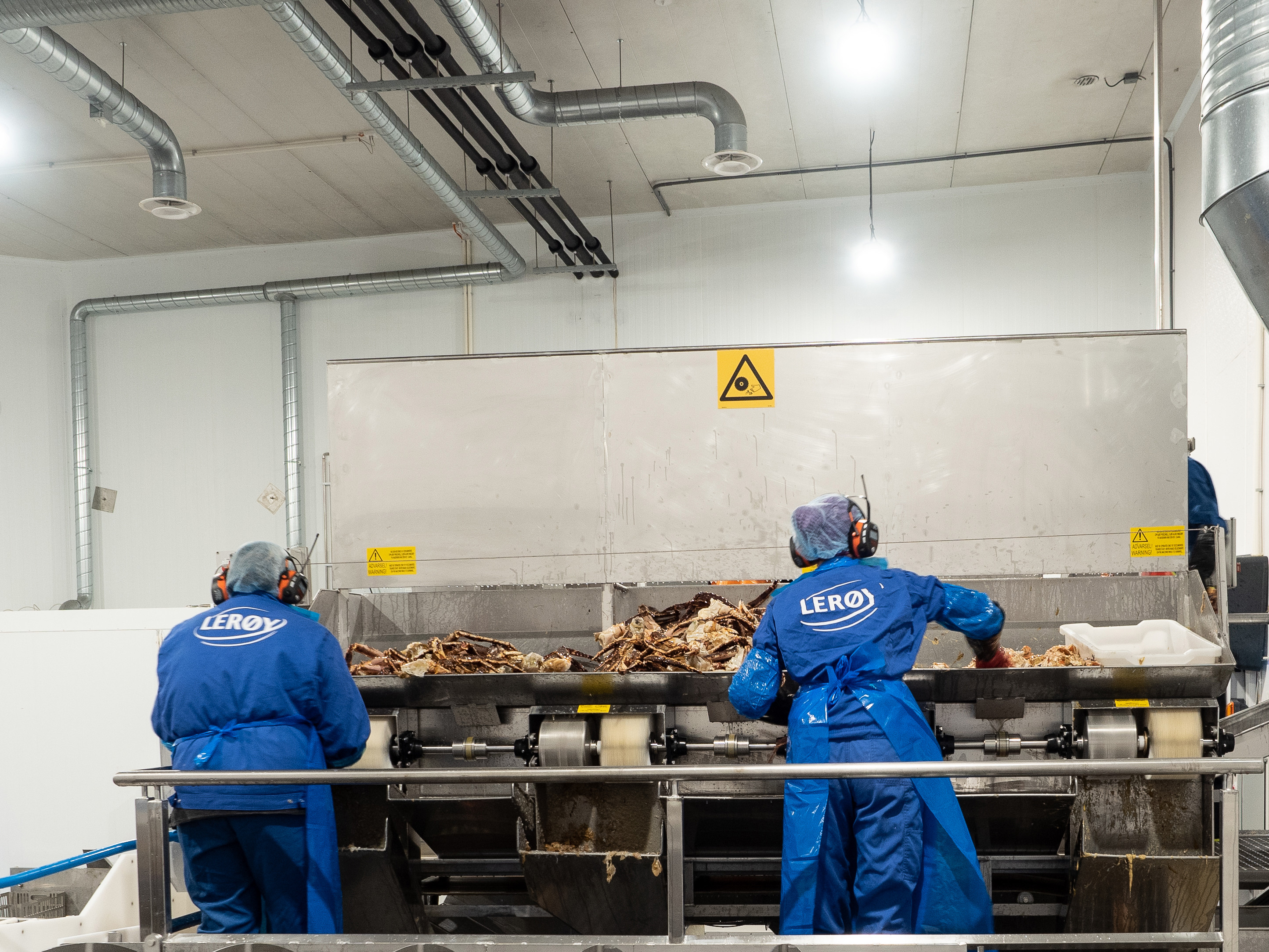 Employees at the factory working with the king crab production