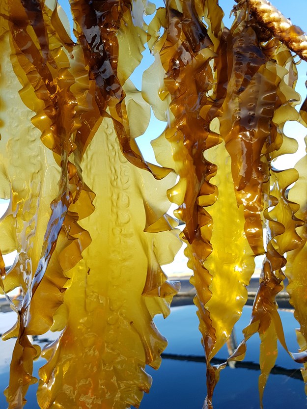 Kelp hanging