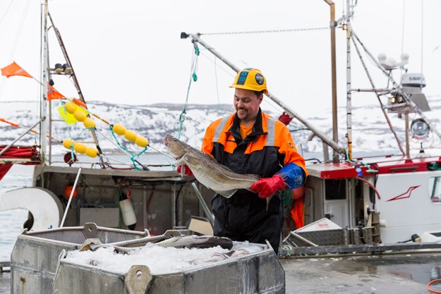 Fisker med torsk på kaien i Båtsfjord