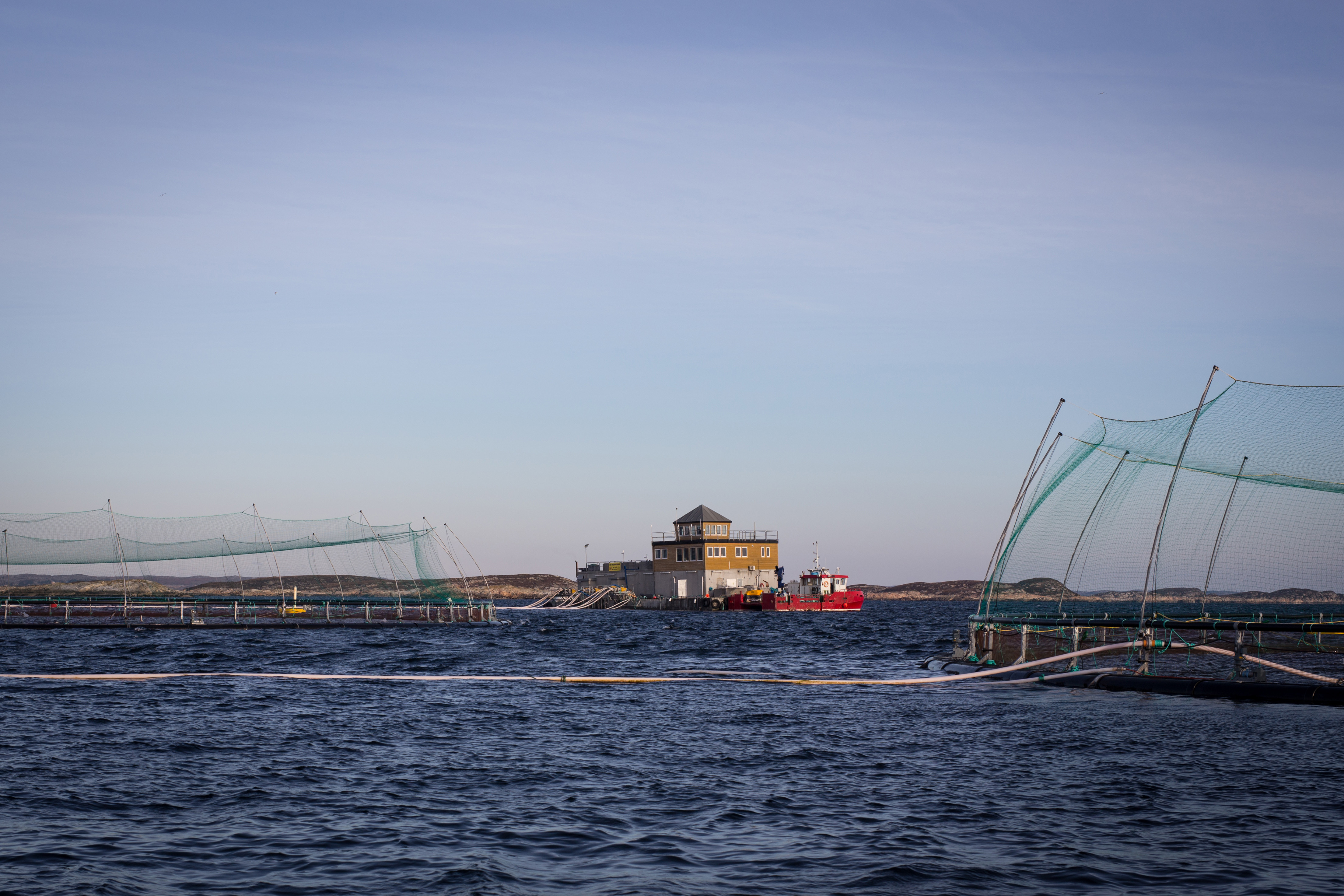 Laksemerd