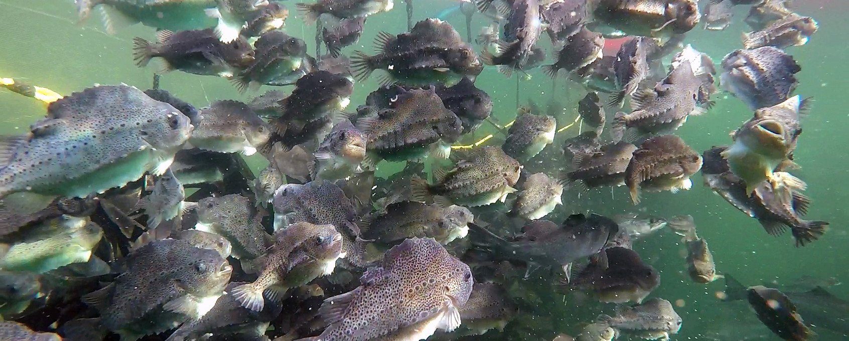 Lumpfish swimming in a stim