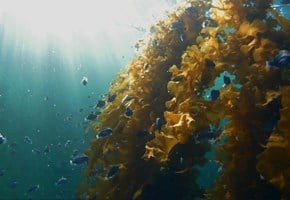 Replacing plastic with kelp