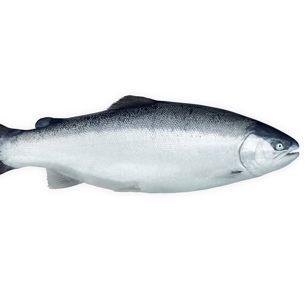 Lerøy salmon