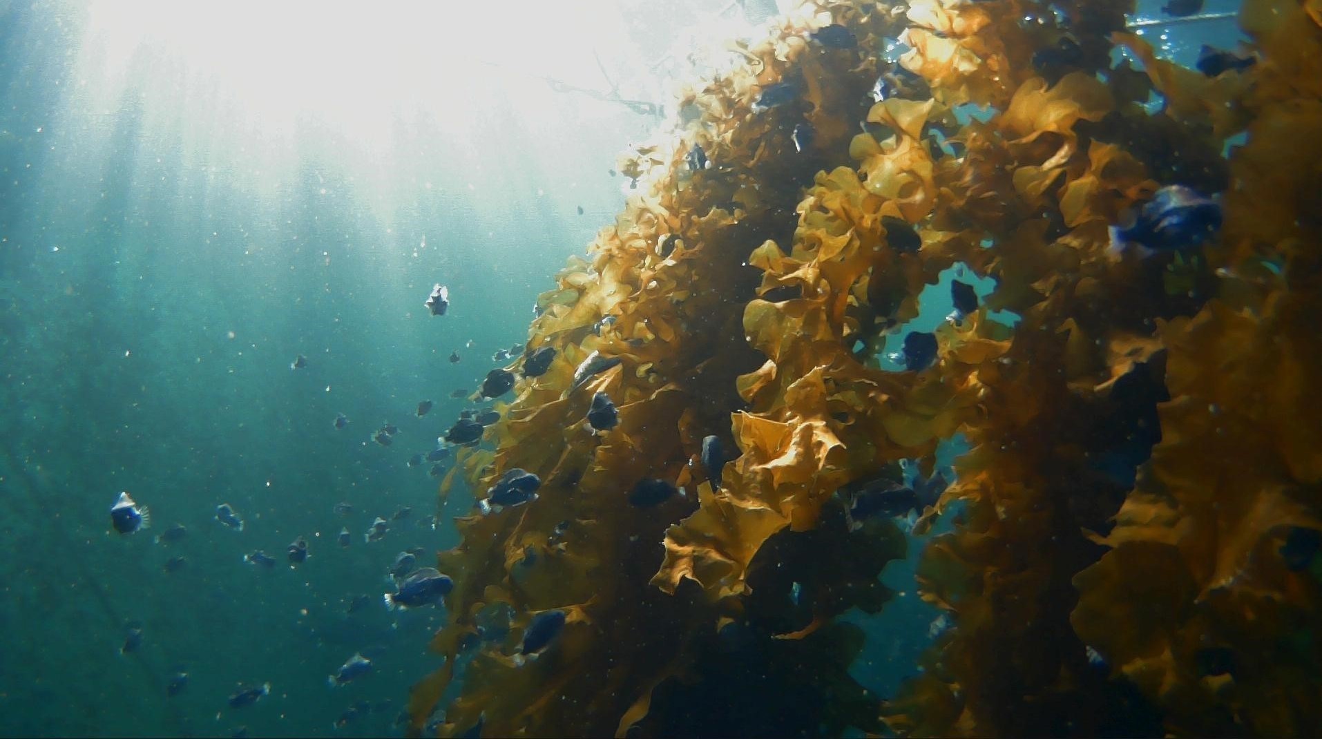 Flere tusen meter med plastikk er byttet ut med levende tare på Lerøy Vest sine lokaliteter.