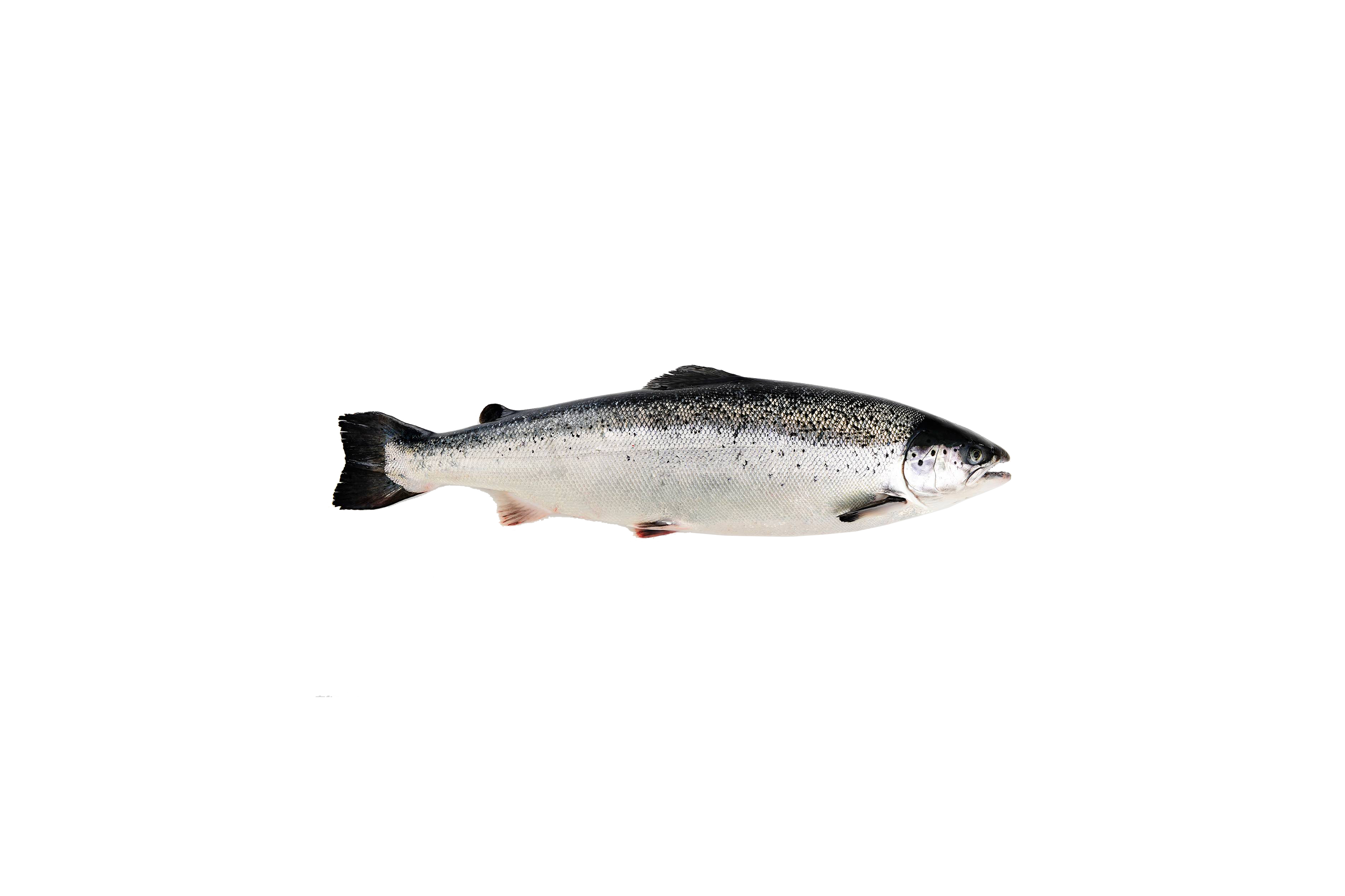 Whole salmon