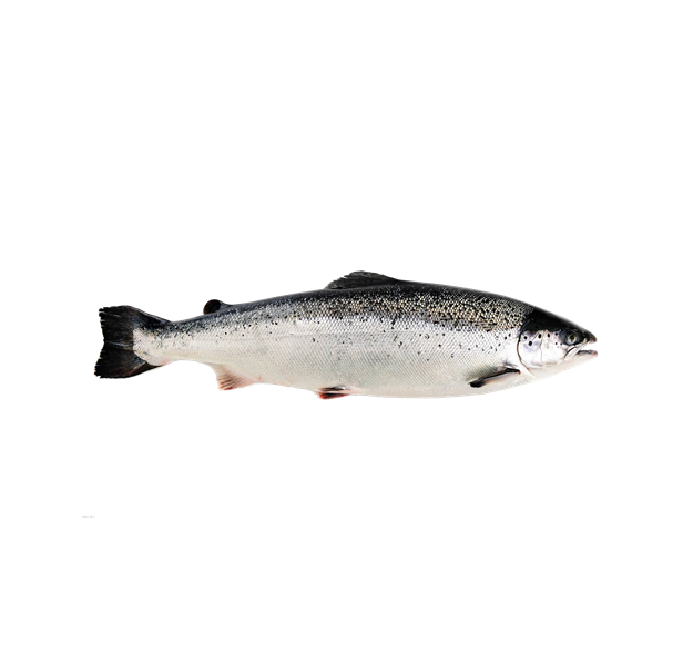 Whole salmon