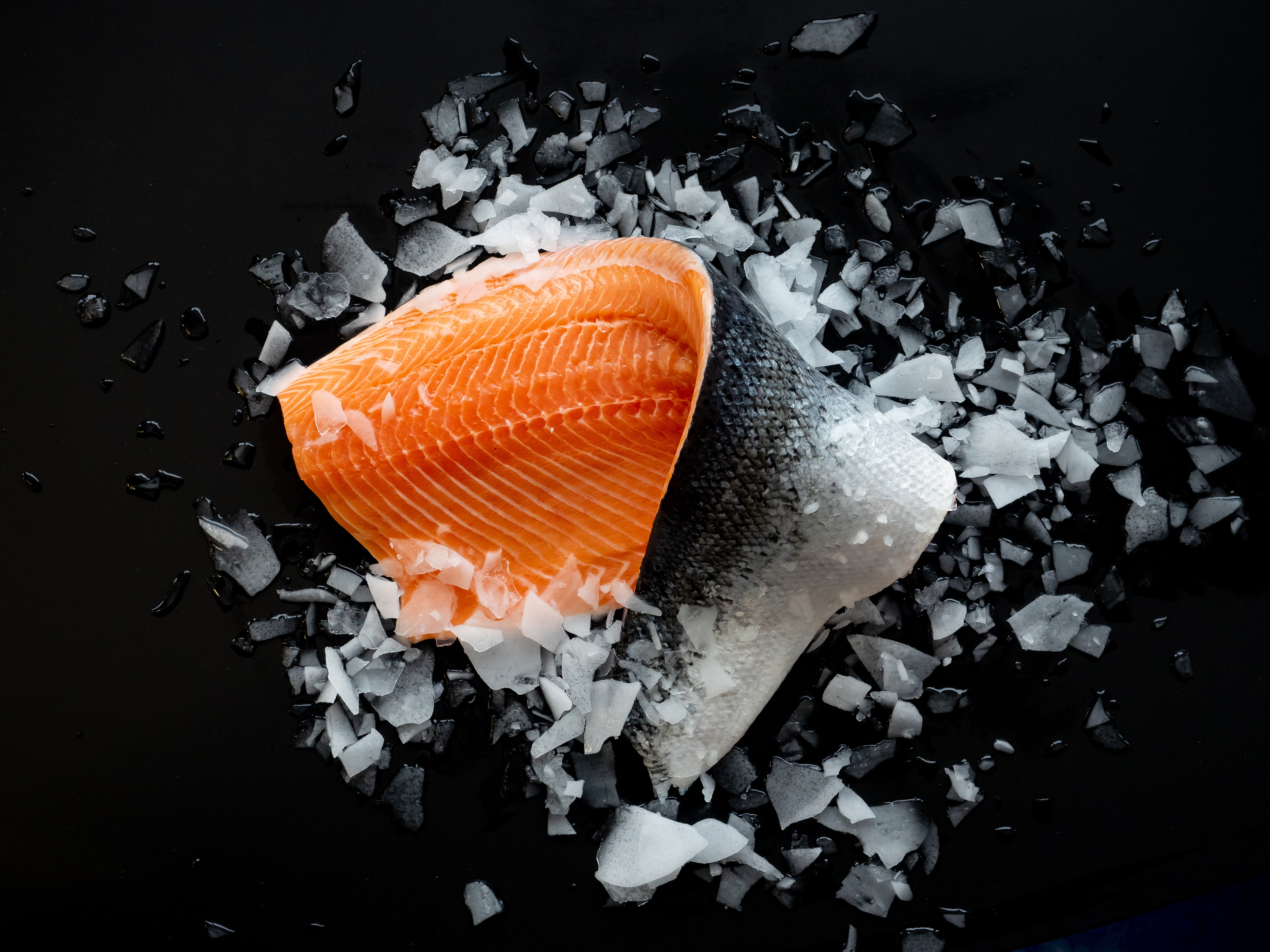 Salmon