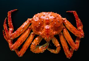 Norwegian Red King Crab