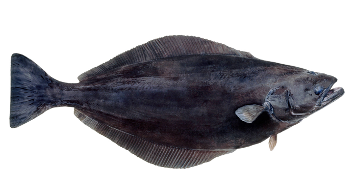 Blåkveite