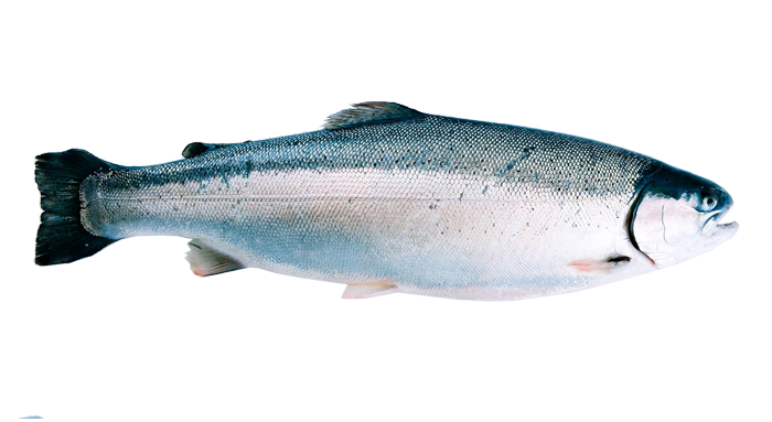Fjord trout whole fish