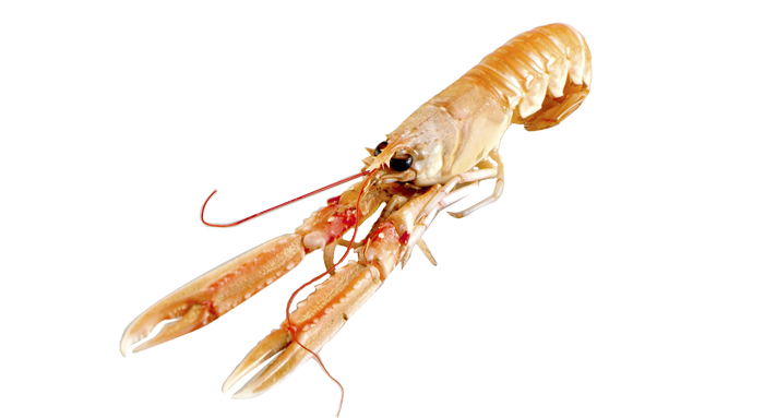 Sjøkreps